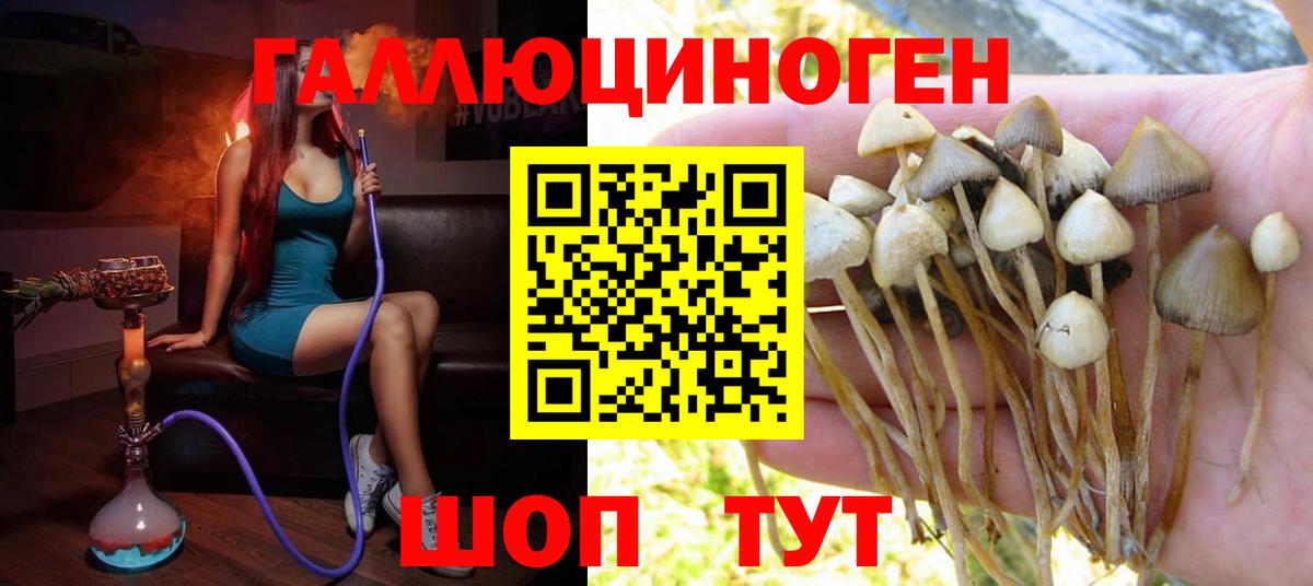 Галлюциногенные грибы GOLDEN TEACHER  Галлюциногенные грибы GOLDEN TEACHER  Вход с VPN  Россошь 